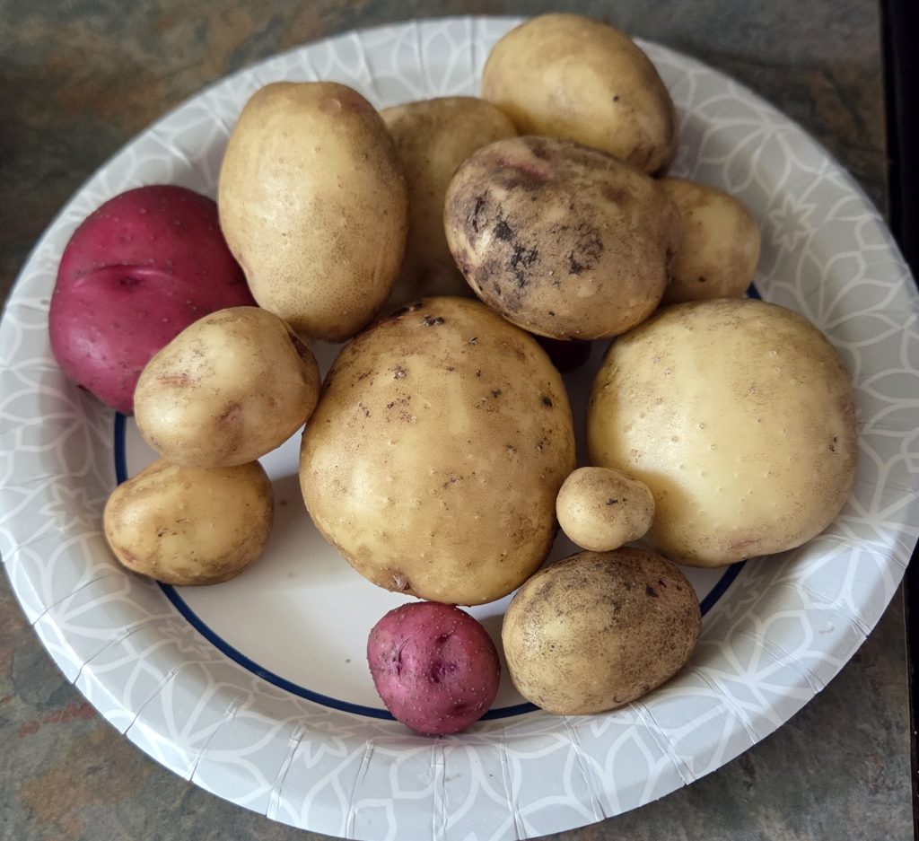 A variety of potatoes, including yellow and red ones, arranged on a paper plate.