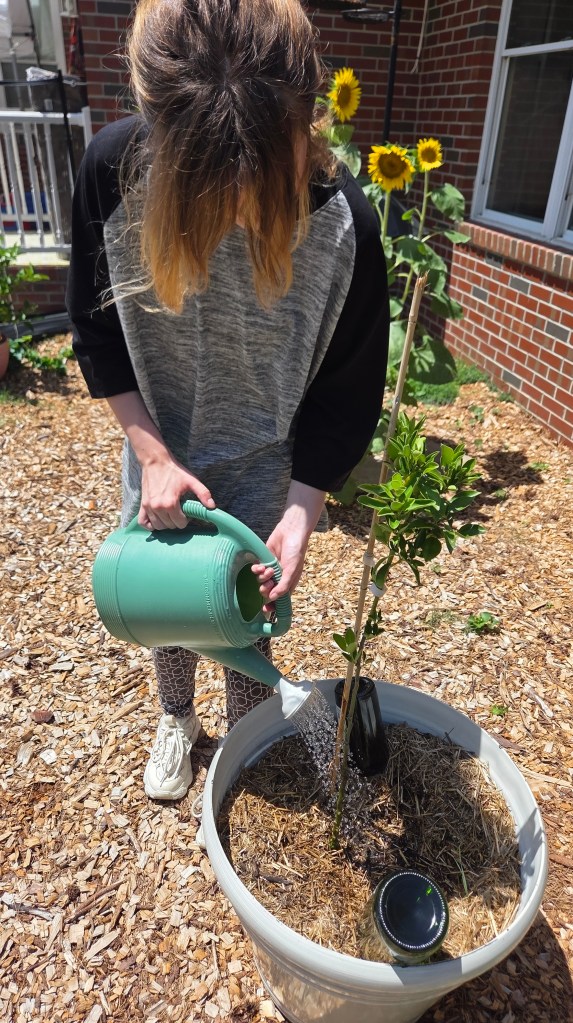 A person watering a young plant in a garden using a green watering can. Sunflowers and a wooden deck are visible in the background.