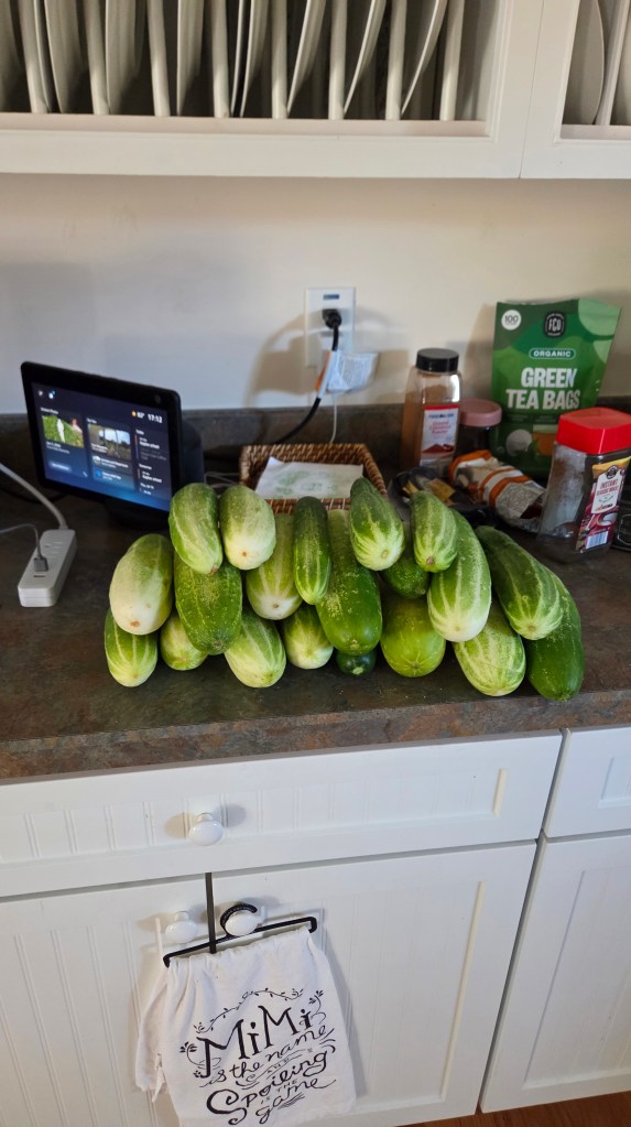 A pile of fresh cucumbers arranged on a kitchen countertop, with kitchen items and a tablet in the background.