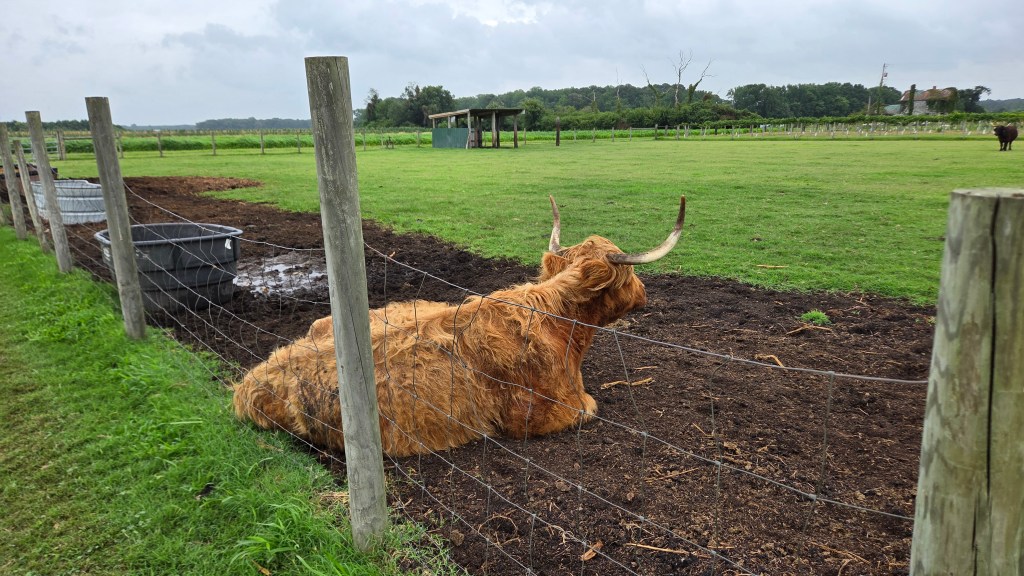 A Highland cow resting beside a fence in a grassy field, with feeding troughs and a barn in the background under a cloudy sky.