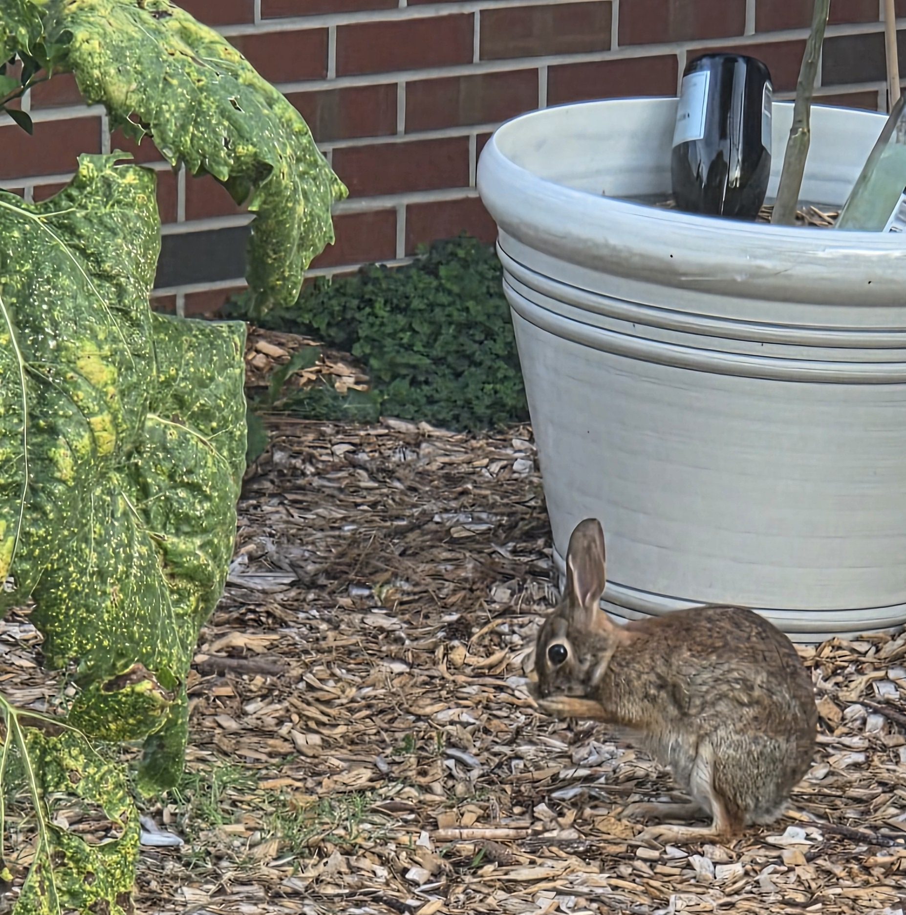 A rabbit sitting on the ground among wood chips near a large white flower pot, with a leafy plant nearby.