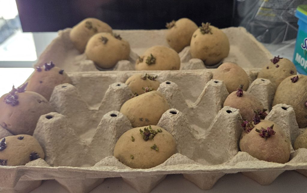A tray of small potatoes with visible sprouts, placed in an egg carton.