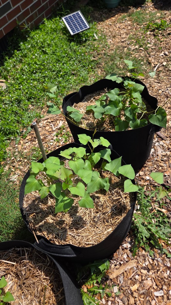 Two black fabric planters with sweet potato plants growing in them, surrounded by mulch and grass, with a solar panel visible in the background.