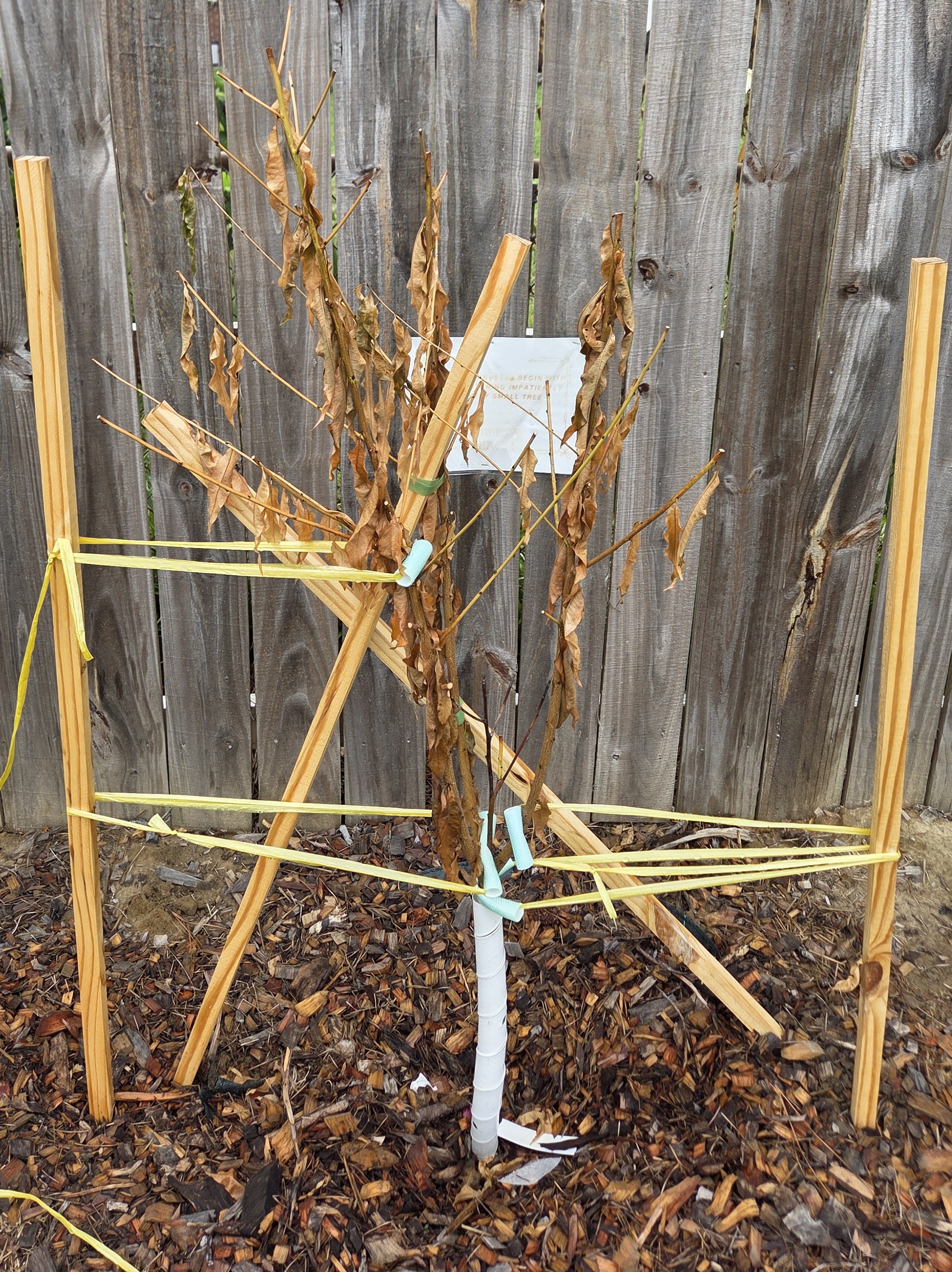 A small, wilted tree with brown leaves is supported by wooden stakes and tied with colorful bands in a garden setting.