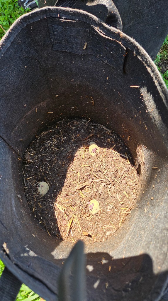 A close-up view inside a black fabric grow bag showing three small, round, speckled eggs resting on soil with some organic matter.