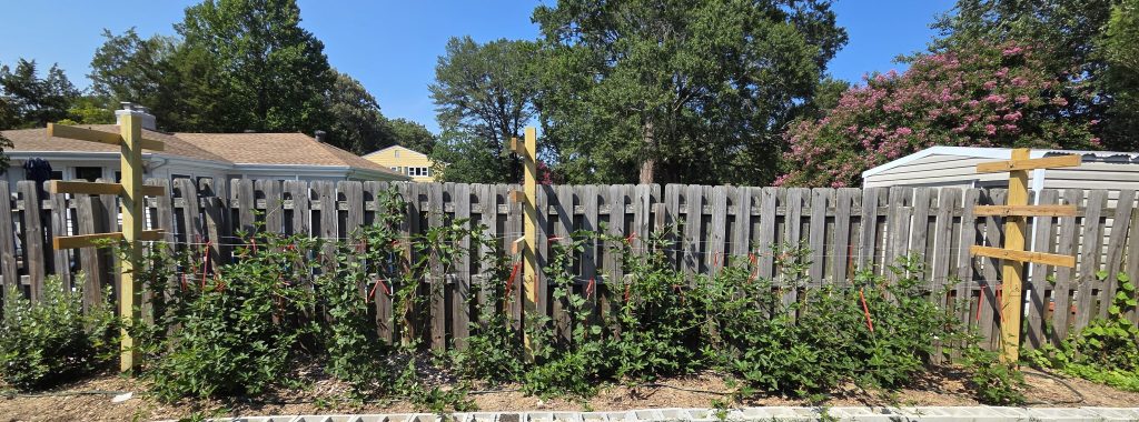 A garden area with trellises supporting climbing plants in front of a wooden fence, featuring green foliage and a blue sky in the background.