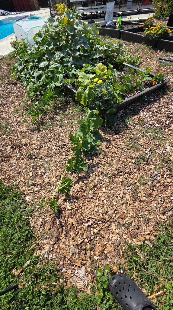 A lush garden bed overflowing with green vines and plants, including yellow marigolds, surrounded by wood chips and grass. A foot wearing a black croc is partially visible in the foreground.
