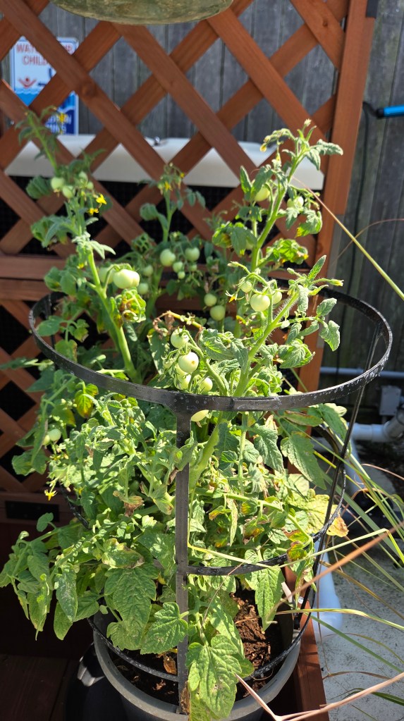 A thriving tomato plant with green fruits growing in a circular black planter, surrounded by leafy green foliage, against a wooden lattice backdrop.